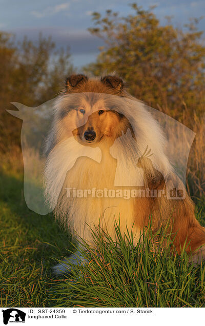 Langhaarcollie / longhaired Collie / SST-24359