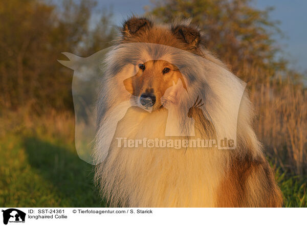 Langhaarcollie / longhaired Collie / SST-24361