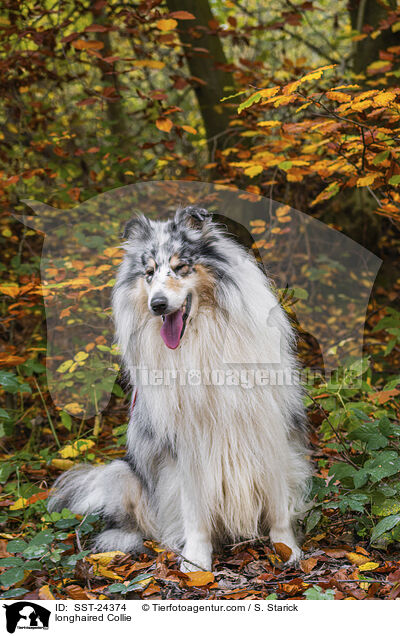 Langhaarcollie / longhaired Collie / SST-24374