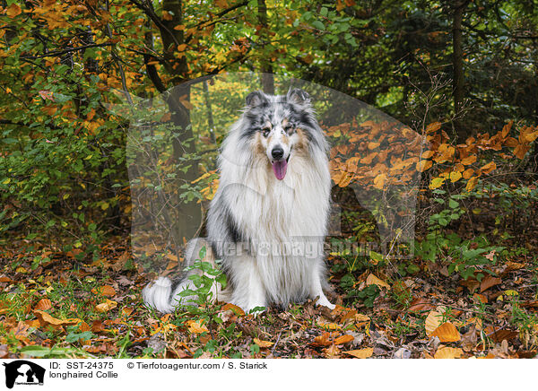 Langhaarcollie / longhaired Collie / SST-24375