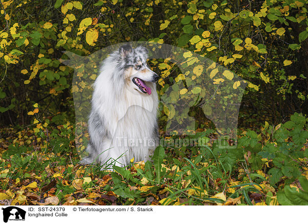 Langhaarcollie / longhaired Collie / SST-24379