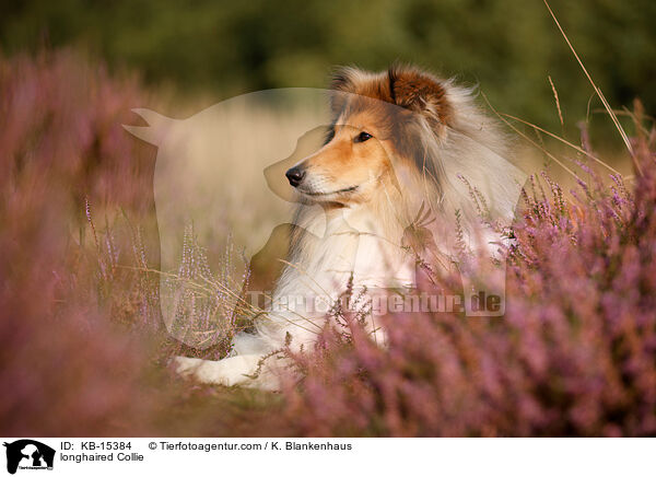 Langhaarcollie / longhaired Collie / KB-15384