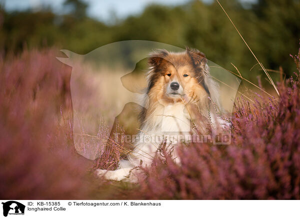 Langhaarcollie / longhaired Collie / KB-15385