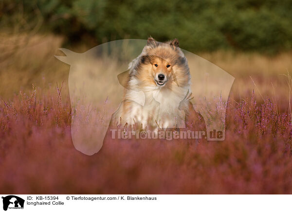 Langhaarcollie / longhaired Collie / KB-15394