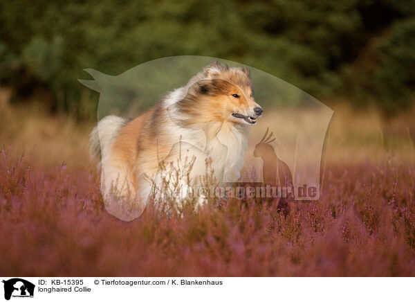 Langhaarcollie / longhaired Collie / KB-15395