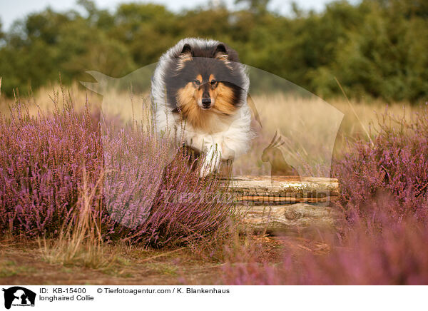 Langhaarcollie / longhaired Collie / KB-15400