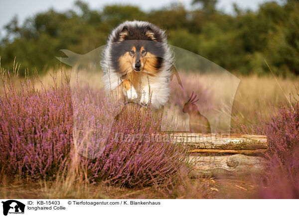 Langhaarcollie / longhaired Collie / KB-15403