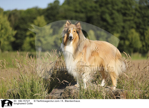 Langhaarcollie / longhaired Collie / KB-15727