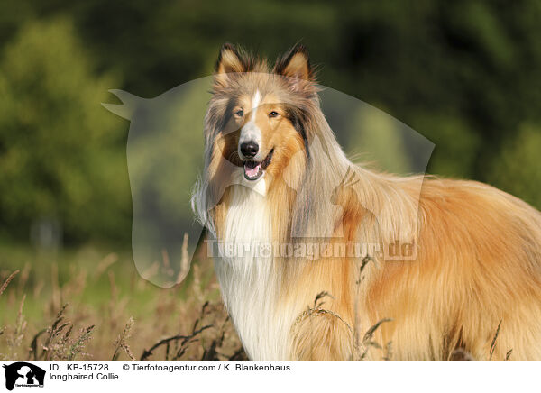 Langhaarcollie / longhaired Collie / KB-15728