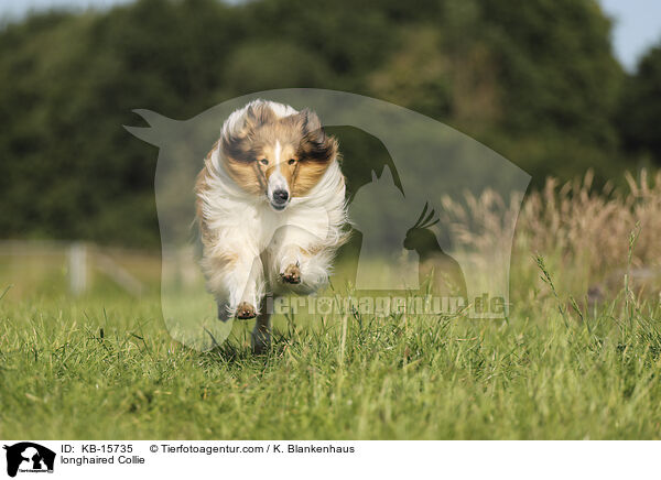 Langhaarcollie / longhaired Collie / KB-15735