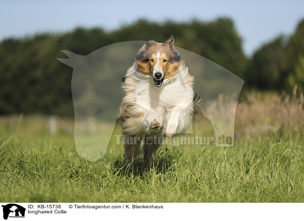 Langhaarcollie / longhaired Collie / KB-15736