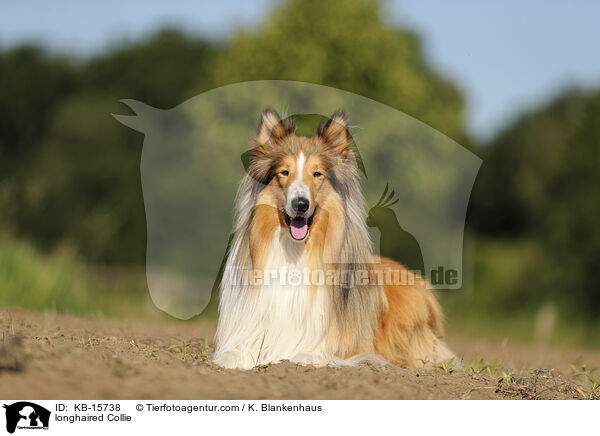 Langhaarcollie / longhaired Collie / KB-15738