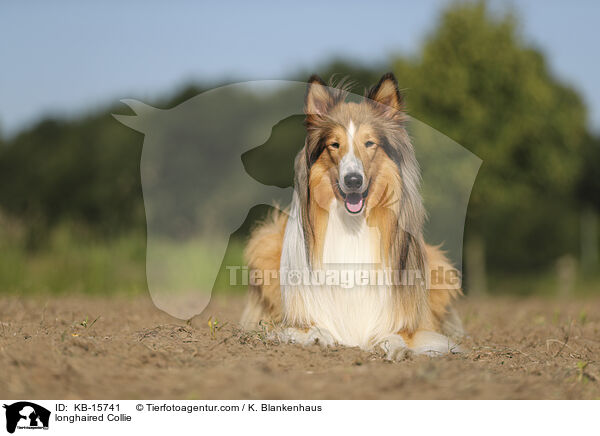 Langhaarcollie / longhaired Collie / KB-15741