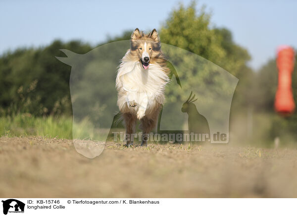 Langhaarcollie / longhaired Collie / KB-15746