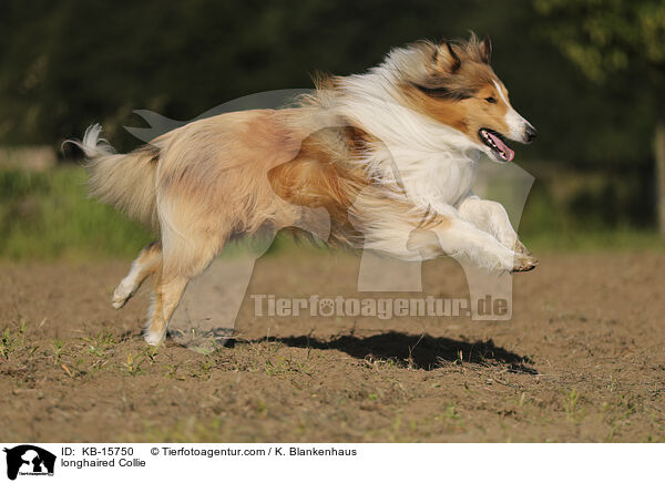 Langhaarcollie / longhaired Collie / KB-15750