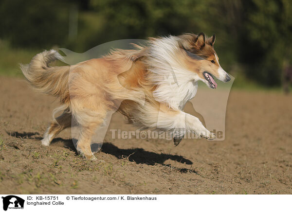 Langhaarcollie / longhaired Collie / KB-15751