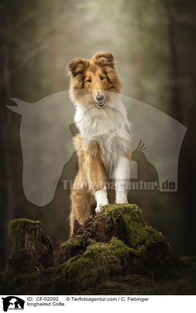 Langhaarcollie / longhaired Collie / CF-02092