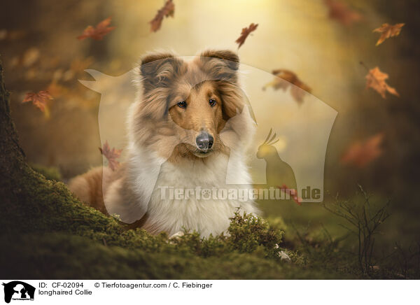 Langhaarcollie / longhaired Collie / CF-02094