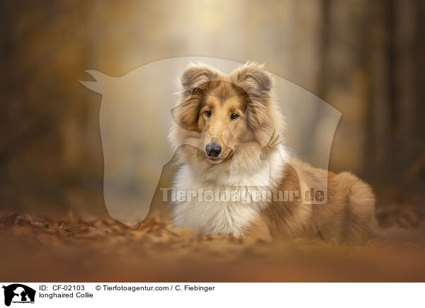 Langhaarcollie / longhaired Collie / CF-02103