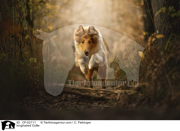 Langhaarcollie / longhaired Collie / CF-02111