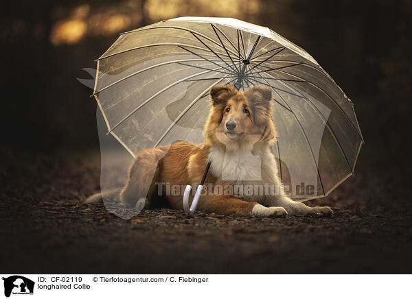 Langhaarcollie / longhaired Collie / CF-02119