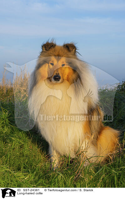 Lannghaarcollie / Long-haired collie / SST-24381