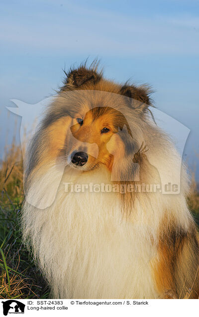 Lannghaarcollie / Long-haired collie / SST-24383