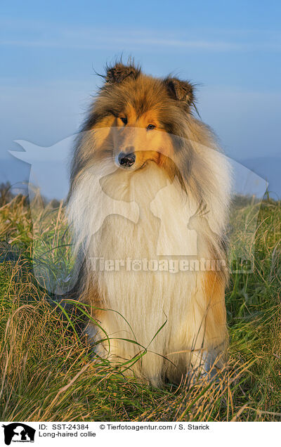 Lannghaarcollie / Long-haired collie / SST-24384