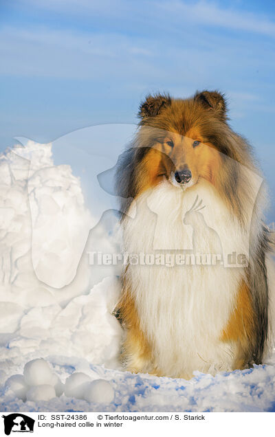 Langhaarcollie im Winter / Long-haired collie in winter / SST-24386