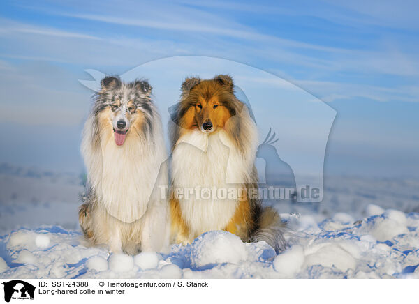 Langhaarcollie im Winter / Long-haired collie in winter / SST-24388