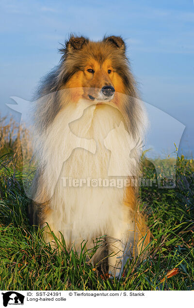 Lannghaarcollie / Long-haired collie / SST-24391