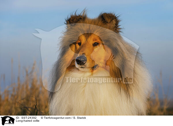 Lannghaarcollie / Long-haired collie / SST-24392