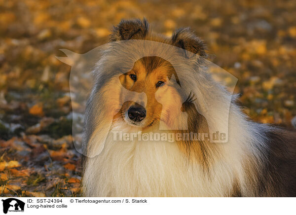 Lannghaarcollie / Long-haired collie / SST-24394