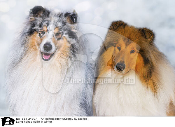 Langhaarcollie im Winter / Long-haired collie in winter / SST-24397