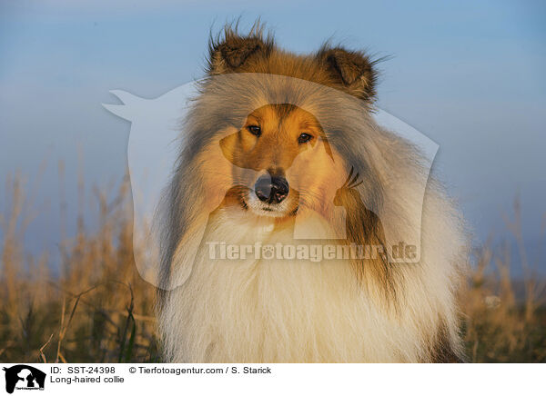 Lannghaarcollie / Long-haired collie / SST-24398