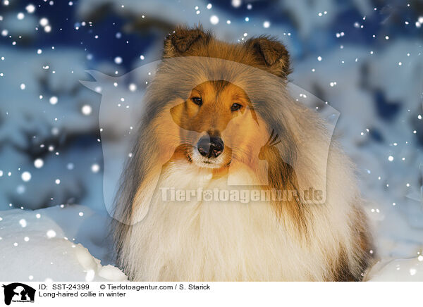 Langhaarcollie im Winter / Long-haired collie in winter / SST-24399