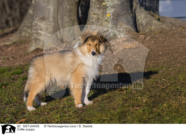 Collie Welpe / Collie puppy / SST-24405