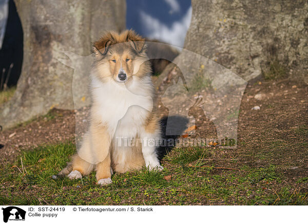 Collie Welpe / Collie puppy / SST-24419