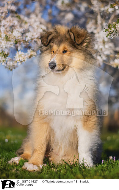 Collie Welpe / Collie puppy / SST-24427