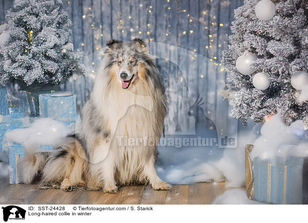 Langhaarcollie im Winter / Long-haired collie in winter / SST-24428