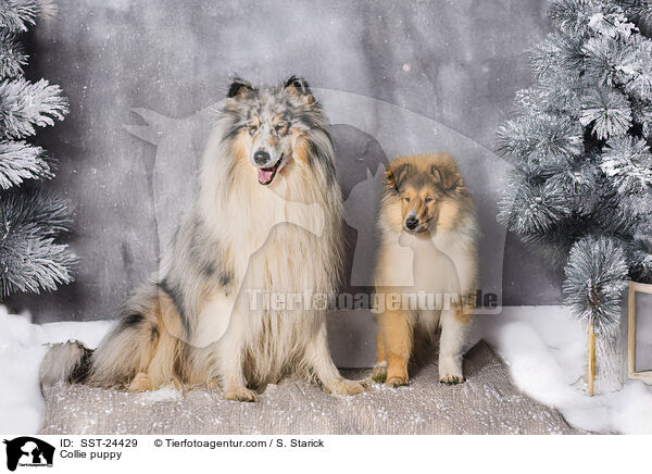 Collie Welpe / Collie puppy / SST-24429