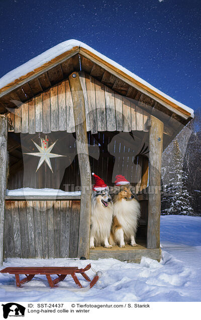 Langhaarcollie im Winter / Long-haired collie in winter / SST-24437