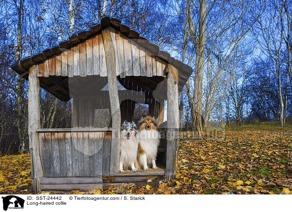 Lannghaarcollie / Long-haired collie / SST-24442