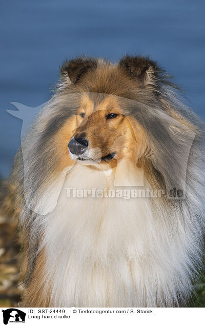 Lannghaarcollie / Long-haired collie / SST-24449