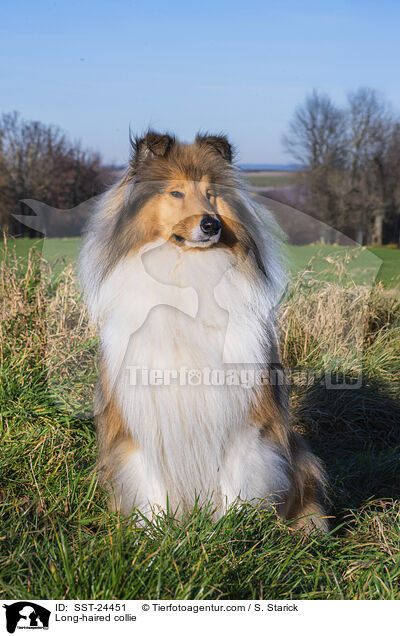 Lannghaarcollie / Long-haired collie / SST-24451