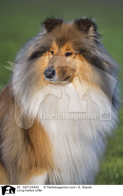 Lannghaarcollie / Long-haired collie / SST-24452