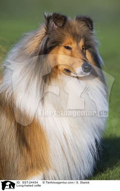 Lannghaarcollie / Long-haired collie / SST-24454