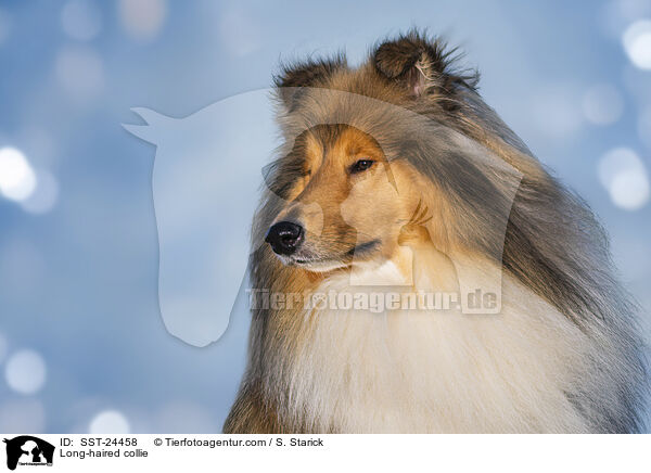 Lannghaarcollie / Long-haired collie / SST-24458