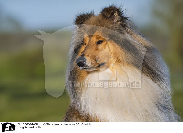 Lannghaarcollie / Long-haired collie / SST-24459