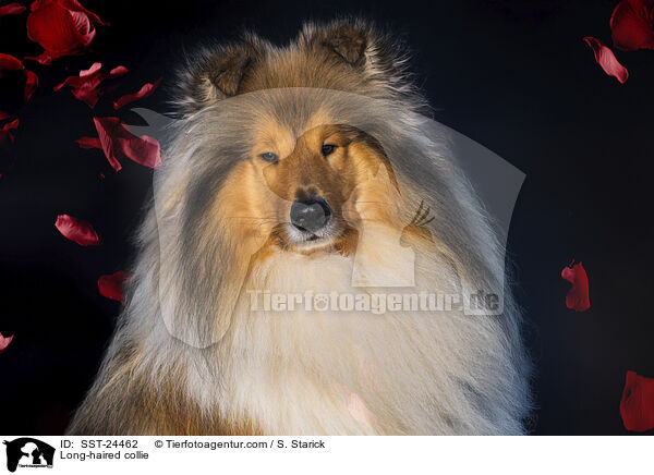 Lannghaarcollie / Long-haired collie / SST-24462